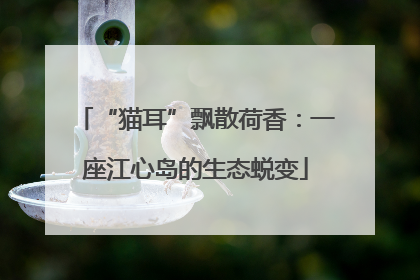 “猫耳”飘散荷香：一座江心岛的生态蜕变