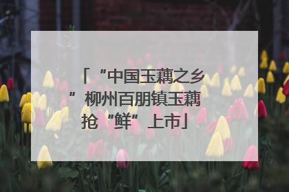 “中国玉藕之乡”柳州百朋镇玉藕抢“鲜”上市