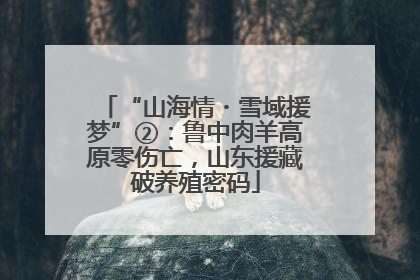“山海情・雪域援梦”②：鲁中肉羊高原零伤亡，山东援藏破养殖密码