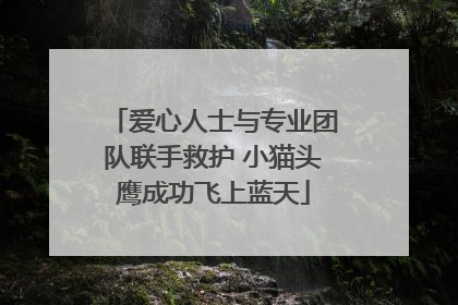爱心人士与专业团队联手救护 小猫头鹰成功飞上蓝天