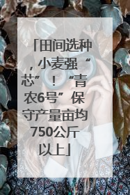 田间选种，小麦强“芯”！“青农6号”保守产量亩均750公斤以上