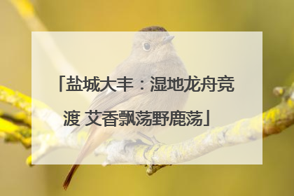 盐城大丰：湿地龙舟竞渡 艾香飘荡野鹿荡