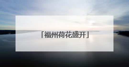 福州荷花盛开