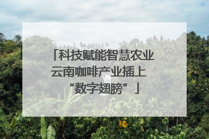 科技赋能智慧农业 云南咖啡产业插上“数字翅膀”
