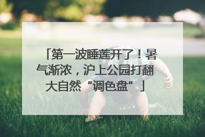 第一波睡莲开了！暑气渐浓，沪上公园打翻大自然“调色盘”