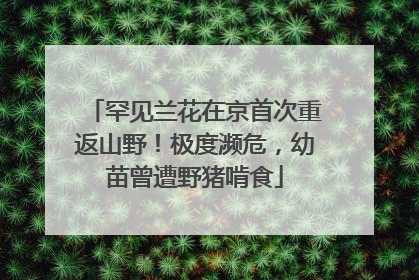 罕见兰花在京首次重返山野！极度濒危，幼苗曾遭野猪啃食