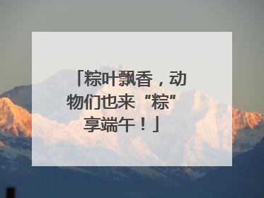 粽叶飘香，动物们也来“粽”享端午！
