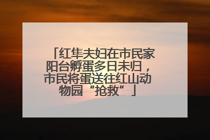 红隼夫妇在市民家阳台孵蛋多日未归，市民将蛋送往红山动物园“抢救”