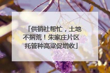 供销社帮忙，土地不撂荒！朱家庄片区托管种高粱促增收