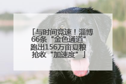 与时间竞速！淄博66条“金色通道”跑出156万亩夏粮抢收“加速度”