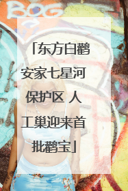 东方白鹳安家七星河保护区 人工巢迎来首批鹳宝