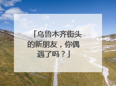 乌鲁木齐街头的新朋友，你偶遇了吗？
