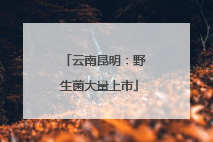 云南昆明：野生菌大量上市
