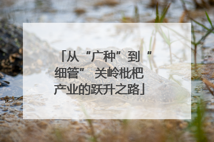 从“广种”到“细管” 关岭枇杷产业的跃升之路