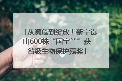 从濒危到绽放！新宁崀山600株“国宝兰”获省级生物保护嘉奖