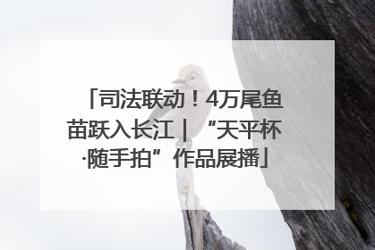 司法联动！4万尾鱼苗跃入长江｜“天平杯·随手拍”作品展播