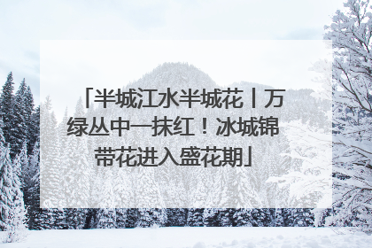 半城江水半城花丨万绿丛中一抹红！冰城锦带花进入盛花期