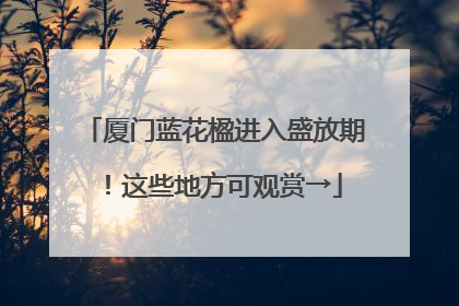 厦门蓝花楹进入盛放期！这些地方可观赏→