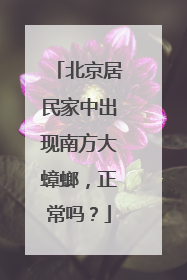 北京居民家中出现南方大蟑螂，正常吗？