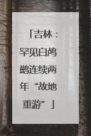 吉林：罕见白鸬鹚连续两年“故地重游”