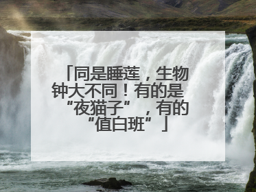 同是睡莲，生物钟大不同！有的是“夜猫子”，有的“值白班”