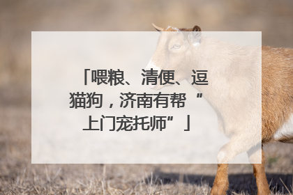 喂粮、清便、逗猫狗，济南有帮“上门宠托师”