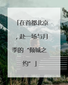 在首都北京，赴一场与月季的“倾城之约”