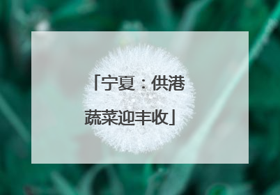 宁夏：供港蔬菜迎丰收
