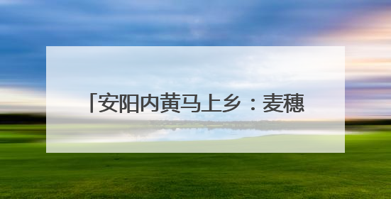 安阳内黄马上乡：麦穗飘香 “丰”景正好