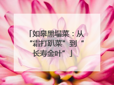 如皋黑塌菜：从“霜打趴菜”到“长寿金叶”