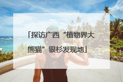 探访广西“植物界大熊猫”银杉发现地