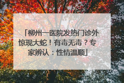 柳州一医院发热门诊外惊现大蛇！有毒无毒？专家辨认：性情温顺