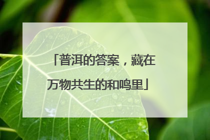 普洱的答案，藏在万物共生的和鸣里