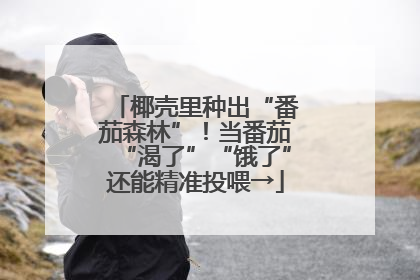 椰壳里种出“番茄森林”！当番茄“渴了”“饿了”还能精准投喂→
