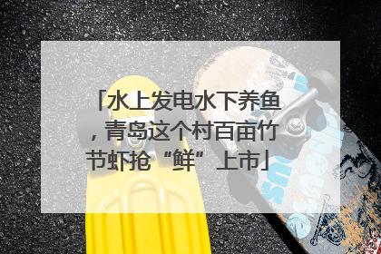 水上发电水下养鱼，青岛这个村百亩竹节虾抢“鲜”上市