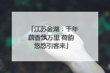江苏金湖：千年藕香飘万里 荷韵悠悠引客来