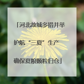 河北故城多措并举护航“三夏”生产 确保夏粮颗粒归仓