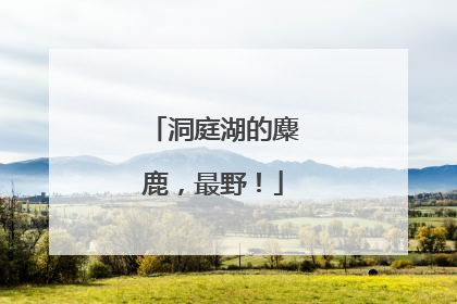 洞庭湖的麋鹿，最野！