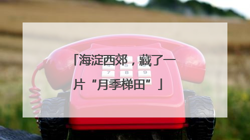 海淀西郊，藏了一片“月季梯田”