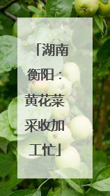湖南衡阳：黄花菜采收加工忙