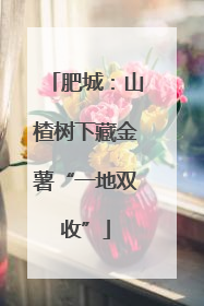 肥城：山楂树下藏金薯“一地双收”