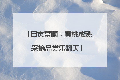 自贡富顺：黄桃成熟 采摘品尝乐翻天