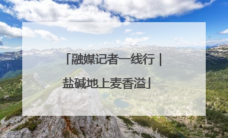 融媒记者一线行｜盐碱地上麦香溢