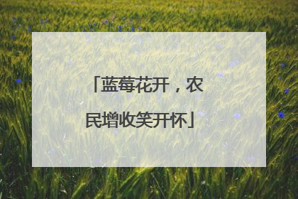 蓝莓花开，农民增收笑开怀