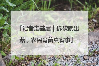 记者走基层｜拆袋就出菇，农民育菌真省事