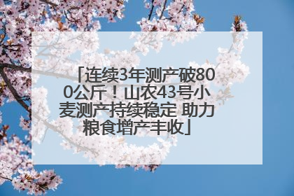 连续3年测产破800公斤！山农43号小麦测产持续稳定 助力粮食增产丰收