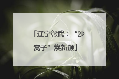 辽宁彰武：“沙窝子”焕新颜