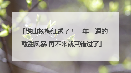 铁山杨梅红透了！一年一遇的酸甜风暴 再不来就真错过了