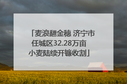 麦浪翻金穗 济宁市任城区32.28万亩小麦陆续开镰收割