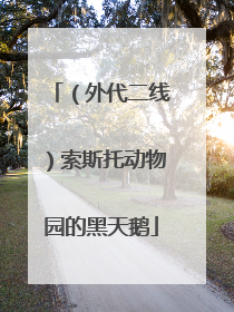 （外代二线）索斯托动物园的黑天鹅